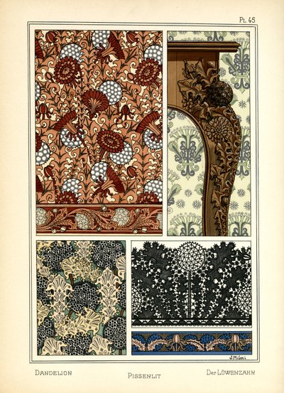 الهندباء بواسطة J. Milesi